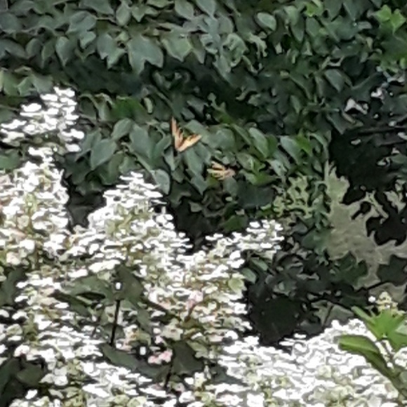 Meet your Posher, Anna - Picture 1 of 1